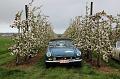 MG Bloesemrit op 24-4-2016 org. Jos&Marie-lou  (284)